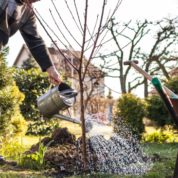 Tree planted in garden