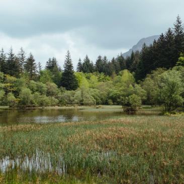 Wild Ennerdale (C) Forestry England