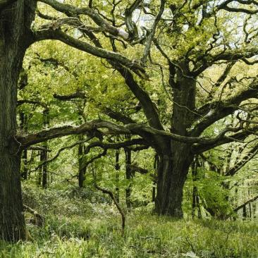 Veteran oaks Wych Lodge (C) Forestry England