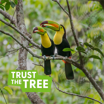 Toucan FSC Forest Week 23