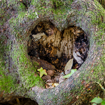 Tree heart