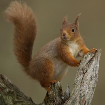 Red squirrel (C) Richard Allen