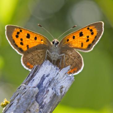 Small Copper (C)  Iain Leadley - Dalby Forest
