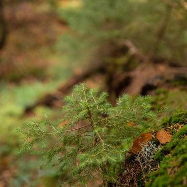 Strambu Forest tree (c) FSC / Jonathan Perugia