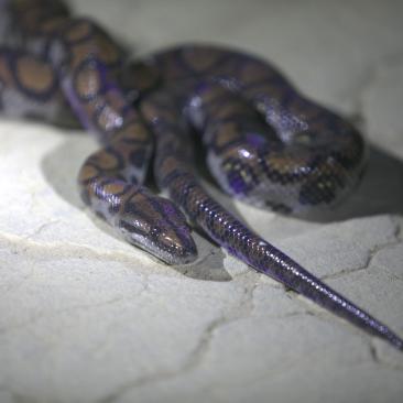Maderacre snake (c) FSC / Sebastián Castañeda