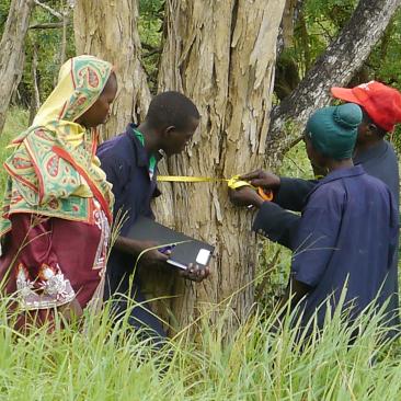 Participatory Forest Assessment in FSC certified community forests in Kilwa District (c) MCDI