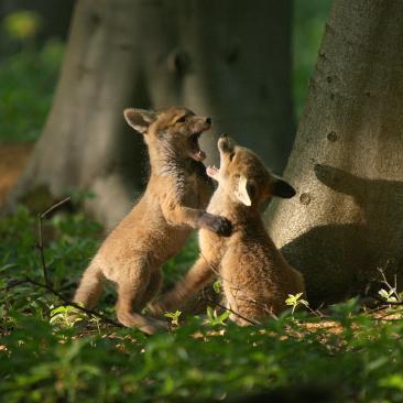 Fox cubs (C) Odette Barber,  Rockingham Forest
