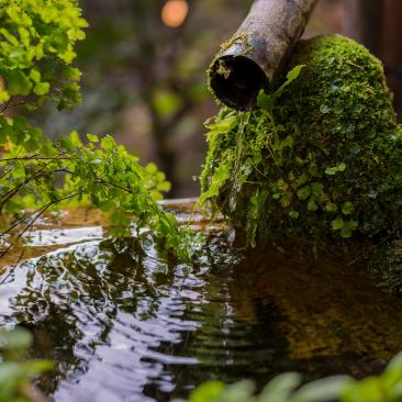 Rainwater collection by Al Soot - Unsplash