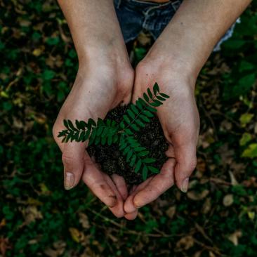 Tree seedling by Noah Buscher on Unsplash