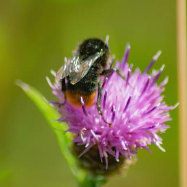 Bumblebee by Thomas Willmott - Unsplash