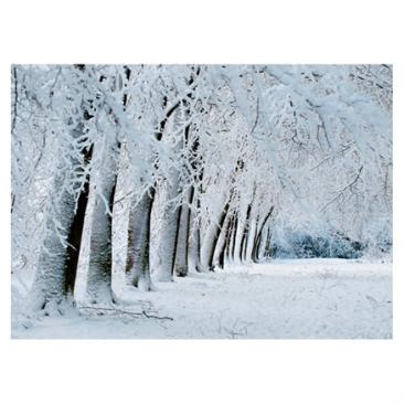 White Woods Christmas Cards