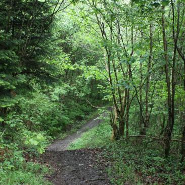 UK Forestry