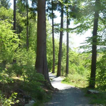 UK Forestry