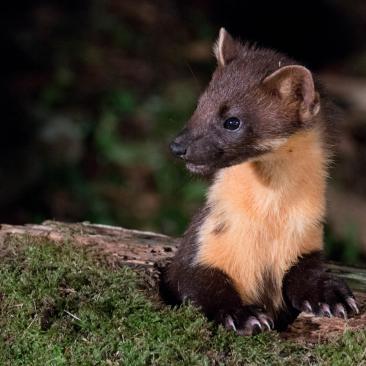 Marten 1 Marten 1