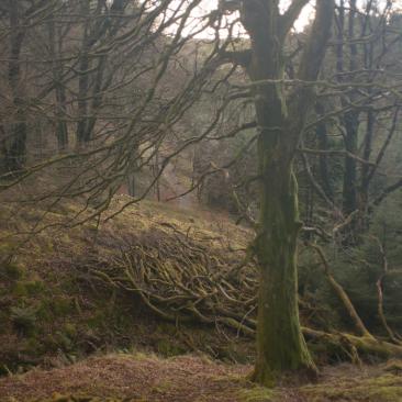 The natural habitat of a pine marten The natural habitat of a pine marten