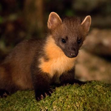 Marten Marten