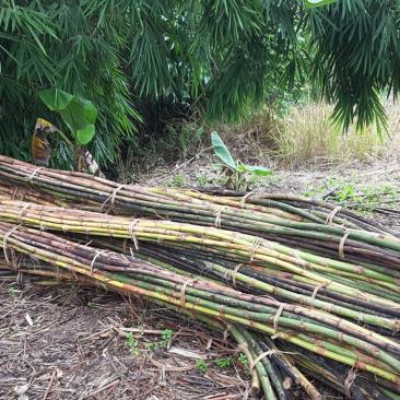 The raw material of rattan harvested from a well managed forest (© Kurniadi Camba / WWF-Indonesia) The raw material of rattan harvested from a well managed forest (© Kurniadi Camba / WWF-Indonesia)